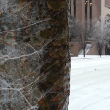 A layer of ice coats a tree near the Bank of America building.