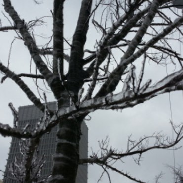 A layer of ice covers the trees near the Bank of America tower in midtown Atlanta.
